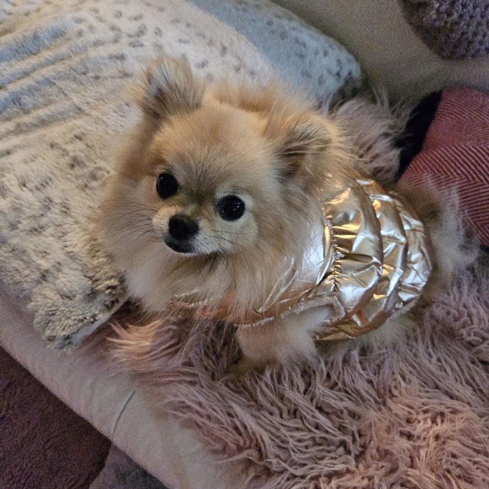Brand new gold metallic dog puffer coat
Perfect for cold weather walks! - Picture 2 of 6